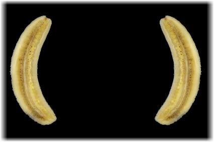 Banana Brackets